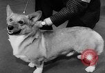 Image of Westminster Dog Show New York City USA, 1960, second 43 stock footage video 65675043366