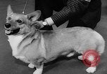 Image of Westminster Dog Show New York City USA, 1960, second 44 stock footage video 65675043366