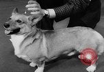 Image of Westminster Dog Show New York City USA, 1960, second 45 stock footage video 65675043366