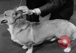Image of Westminster Dog Show New York City USA, 1960, second 46 stock footage video 65675043366