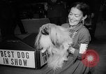Image of Westminster Dog Show New York City USA, 1960, second 51 stock footage video 65675043366