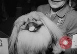 Image of Westminster Dog Show New York City USA, 1960, second 54 stock footage video 65675043366