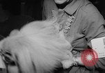 Image of Westminster Dog Show New York City USA, 1960, second 55 stock footage video 65675043366