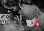 Image of Westminster Dog Show New York City USA, 1960, second 56 stock footage video 65675043366