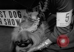 Image of Westminster Dog Show New York City USA, 1960, second 57 stock footage video 65675043366