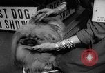 Image of Westminster Dog Show New York City USA, 1960, second 58 stock footage video 65675043366