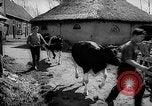 Image of Cattle released Holland Netherlands, 1959, second 7 stock footage video 65675043374