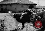 Image of Cattle released Holland Netherlands, 1959, second 9 stock footage video 65675043374