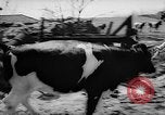Image of Cattle released Holland Netherlands, 1959, second 10 stock footage video 65675043374