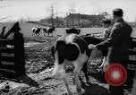 Image of Cattle released Holland Netherlands, 1959, second 11 stock footage video 65675043374