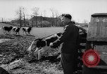 Image of Cattle released Holland Netherlands, 1959, second 12 stock footage video 65675043374