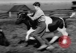 Image of Cattle released Holland Netherlands, 1959, second 13 stock footage video 65675043374