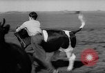 Image of Cattle released Holland Netherlands, 1959, second 14 stock footage video 65675043374