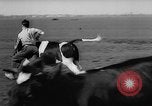 Image of Cattle released Holland Netherlands, 1959, second 15 stock footage video 65675043374