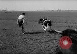 Image of Cattle released Holland Netherlands, 1959, second 16 stock footage video 65675043374