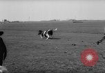 Image of Cattle released Holland Netherlands, 1959, second 18 stock footage video 65675043374