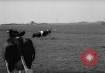 Image of Cattle released Holland Netherlands, 1959, second 19 stock footage video 65675043374