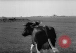 Image of Cattle released Holland Netherlands, 1959, second 20 stock footage video 65675043374