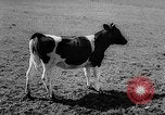 Image of Cattle released Holland Netherlands, 1959, second 21 stock footage video 65675043374