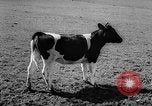Image of Cattle released Holland Netherlands, 1959, second 22 stock footage video 65675043374