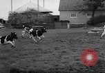Image of Cattle released Holland Netherlands, 1959, second 23 stock footage video 65675043374