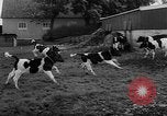 Image of Cattle released Holland Netherlands, 1959, second 24 stock footage video 65675043374