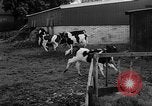Image of Cattle released Holland Netherlands, 1959, second 25 stock footage video 65675043374