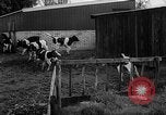 Image of Cattle released Holland Netherlands, 1959, second 26 stock footage video 65675043374