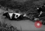 Image of Cattle released Holland Netherlands, 1959, second 27 stock footage video 65675043374
