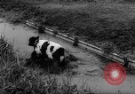 Image of Cattle released Holland Netherlands, 1959, second 28 stock footage video 65675043374