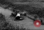 Image of Cattle released Holland Netherlands, 1959, second 29 stock footage video 65675043374