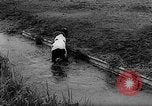 Image of Cattle released Holland Netherlands, 1959, second 30 stock footage video 65675043374
