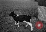 Image of Cattle released Holland Netherlands, 1959, second 31 stock footage video 65675043374