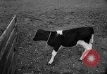Image of Cattle released Holland Netherlands, 1959, second 32 stock footage video 65675043374