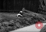 Image of Cattle released Holland Netherlands, 1959, second 34 stock footage video 65675043374