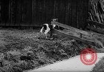 Image of Cattle released Holland Netherlands, 1959, second 35 stock footage video 65675043374