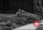 Image of Cattle released Holland Netherlands, 1959, second 36 stock footage video 65675043374