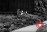 Image of Cattle released Holland Netherlands, 1959, second 37 stock footage video 65675043374