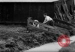 Image of Cattle released Holland Netherlands, 1959, second 38 stock footage video 65675043374