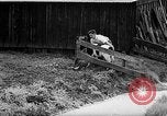 Image of Cattle released Holland Netherlands, 1959, second 39 stock footage video 65675043374