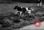 Image of Cattle released Holland Netherlands, 1959, second 40 stock footage video 65675043374
