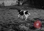 Image of Cattle released Holland Netherlands, 1959, second 41 stock footage video 65675043374