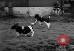 Image of Cattle released Holland Netherlands, 1959, second 42 stock footage video 65675043374