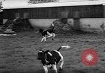 Image of Cattle released Holland Netherlands, 1959, second 43 stock footage video 65675043374