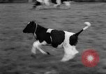 Image of Cattle released Holland Netherlands, 1959, second 44 stock footage video 65675043374