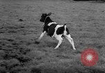 Image of Cattle released Holland Netherlands, 1959, second 45 stock footage video 65675043374