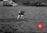 Image of Cattle released Holland Netherlands, 1959, second 46 stock footage video 65675043374