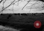 Image of Cattle released Holland Netherlands, 1959, second 47 stock footage video 65675043374