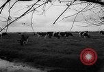 Image of Cattle released Holland Netherlands, 1959, second 48 stock footage video 65675043374