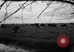 Image of Cattle released Holland Netherlands, 1959, second 49 stock footage video 65675043374